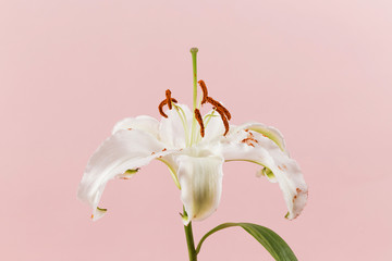 Close-up of elegant fragrant lilies