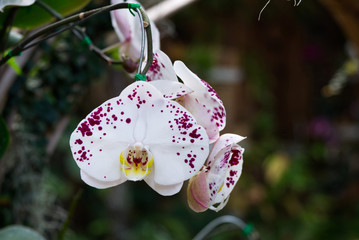 Beautiful Phalaenopsis Orchid Flower Blossom Blooming in the Garden. 