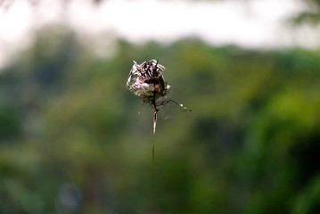 Bullet Hole on the Glass of the Front Door. 