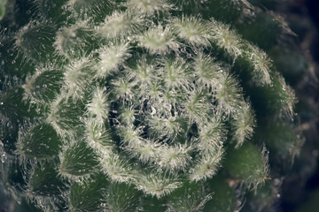 hairs on a succulent 