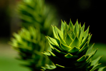 closeup of green plant