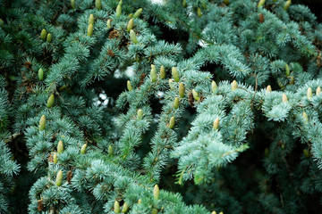 Natural green pine leaves texture.