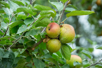 Fresh and juicy organic apples hanging on a tree in apple orchard.