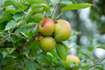 Fresh and juicy organic apples hanging on a tree in apple orchard.