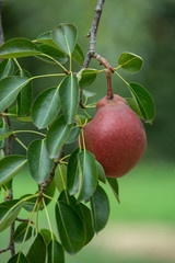 Fresh and juicy organic red pears hanging on a tree.