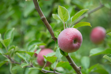 Fresh and juicy organic apples hanging on a tree in apple orchard.