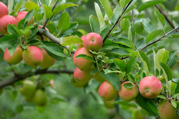 Fresh and juicy organic apples hanging on a tree in apple orchard.