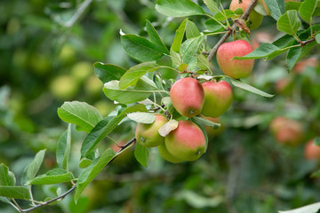 Fresh and juicy organic apples hanging on a tree in apple orchard.