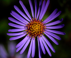 Fototapeta premium closeup of a purple flower