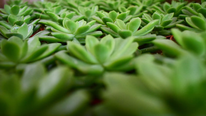 Obraz premium green succulent cactus 