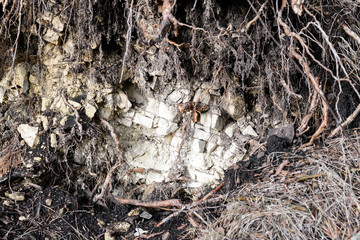 Limestone deposits in the form of bricks under the root of a torn tree in the forest.