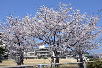 桜　校庭