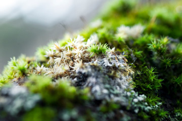 Multicolored green and beige moss growing on a tree bark, macro shot with blurry background.