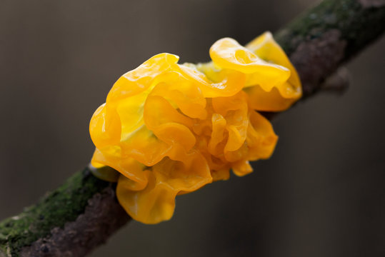 Mushroom Tremella mesenterica (yellow brain, golden jelly fungus, yellow trembler, witches' butter) growing on a tree branch, close-up, macro shot with blurry background.
