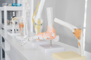 Models of variety of human skeleton parts in doctor office. Showing bones, joints, and muscles.