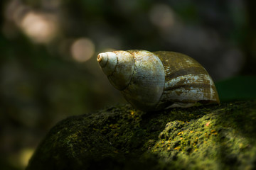 snail on a branch