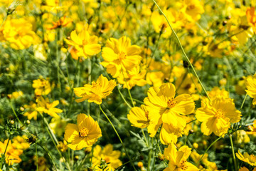 Yellow cosmos flower in the garden