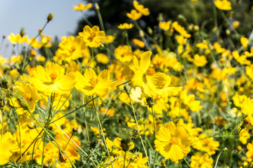 Fototapeta premium Yellow cosmos flower in the garden