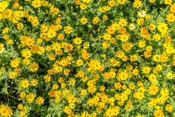 Top view yellow cosmos flower in the garden 
