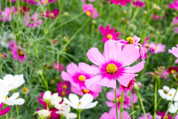 Obraz premium Pink cosmos flower in the garden