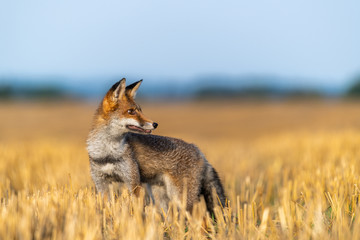 Fox on the field and looking around