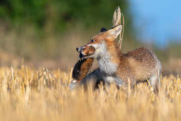 The fox holds a hamster in its mouth as its prey