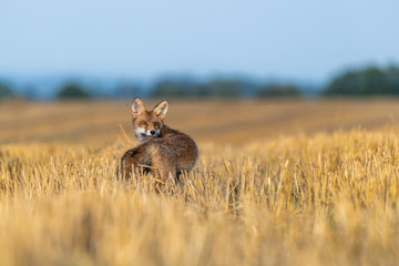 Fox on the field and looking around