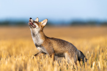 Fototapeta premium Portrait of a fox looking up into the sky