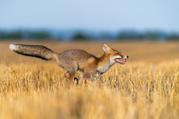Fox running in the field and looking around