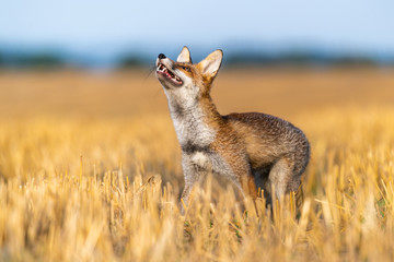 Portrait of a fox looking up into the sky