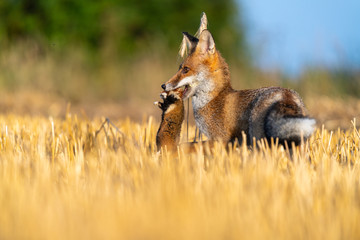 The fox holds a hamster in its mouth as its prey