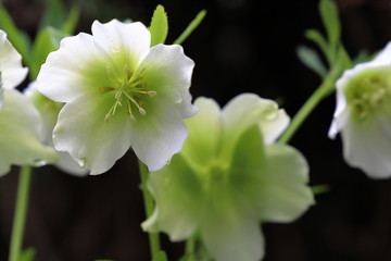 クリスマスローズ