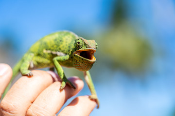 Closeup of a chameleon sitting on a hand on the island of Zanzibar, Tanzania, Africa