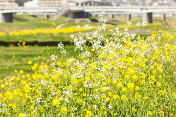 Obraz premium 遠賀川河川敷の菜の花と飯塚市街地 福岡県飯塚市
