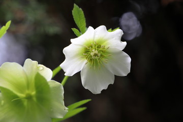 クリスマスローズ