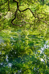 Tropical tree on a lake with reflection, Tanzania, Africa