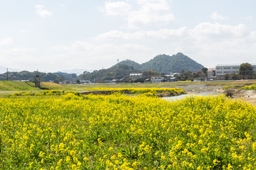 遠賀川河川敷の菜の花と筑豊富士（ボタ山）　福岡県飯塚市