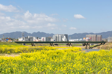 遠賀川河川敷の菜の花と飯塚市街地　福岡県飯塚市