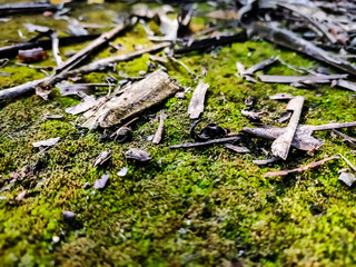Some dry part of coconut leaf fall on the lighted green moss in the morning.