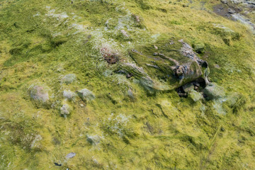 Green algae covered sand bank exposed by the low levels of the Mekong River, near Sangkhom. Loei, Thailand