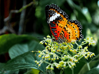 Fototapeta na wymiar Butterfly on leaves in the garden