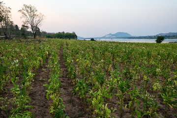 Fototapeta na wymiar View of tobacco plant farm in Nongkhai, Thailand.