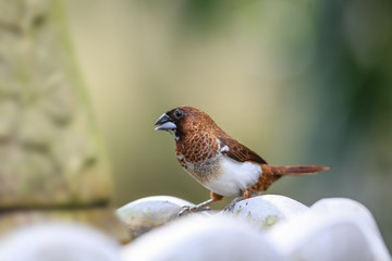 Cose up shot of white bellied house finch