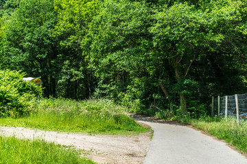 Germany, Moselkern Forest