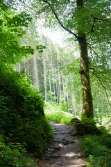 Germany, Moselkern Forest, a tree in a forest