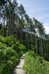 Germany, Moselkern Forest, a tree lined path in the forest