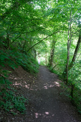 Germany, Moselkern Forest