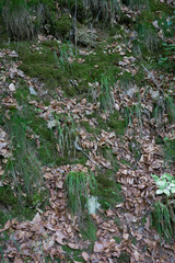 Fototapeta premium Germany, Moselkern Forest, a close up of a rock