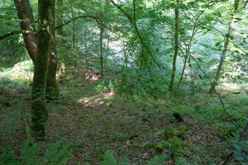 Germany, Moselkern Forest