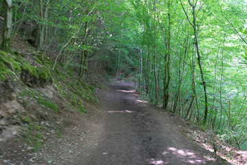 Germany, Moselkern Forest